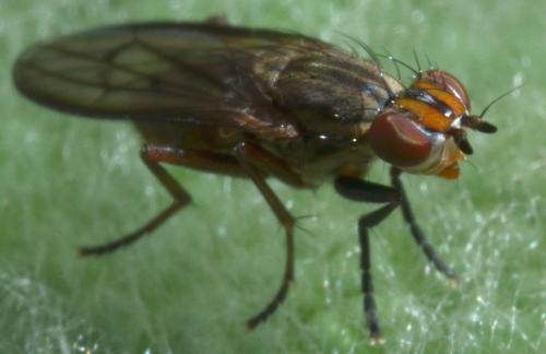 Pherbellia cinerella